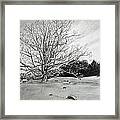 Big Tree #1 Framed Print