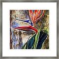 Bird Of Paradise 2 Framed Print