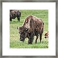 Bison And Calf #1 Framed Print
