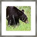 556p Black Bear Framed Print