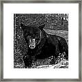Black Bear - Scruffy - Black And White #2 Framed Print