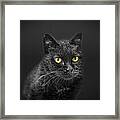 Black Cat #1 Framed Print
