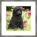Black Poodle #1 Framed Print