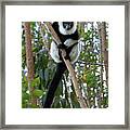 Black Ruffed Lemur Framed Print