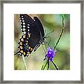 Black Swallowtail #1 Framed Print