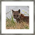 Blended Bobcat #1 Framed Print