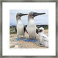 Blue-footed Boobies With Chicks At Nest #1 Framed Print