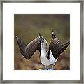 Blue-footed Booby Courtship Sky #1 Framed Print