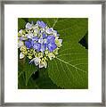 Blue Hydrangea Slow Eruption #2 Framed Print