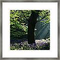 Bluebells #1 Framed Print