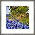 Bluebonnet Meadow #1 Framed Print