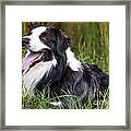 Border Collie In The Nature #1 Framed Print