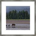 Brown Bear In Lake Clark National Park Framed Print