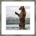 Brown Bear In River Kamchatka Russia #1 Framed Print