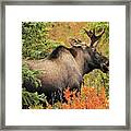 Bull Moose, Feeding, Denali National #1 Framed Print
