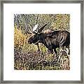 Bull Moose #1 Framed Print