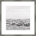 Burchell Zebra Herd #1 Framed Print