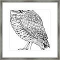 Burrowing Owl #1 Framed Print