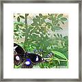 Butterfly 2 #1 Framed Print