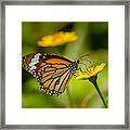 Butterfly - Common Tiger #1 Framed Print