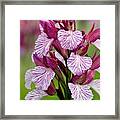 Butterfly Orchid (orchis Papilionacea) #1 Framed Print