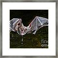 California Leaf-nosed Bat #1 Framed Print