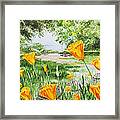 California Poppies Framed Print