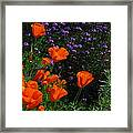 California Poppies #1 Framed Print