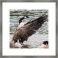 Canada Goose #1 Framed Print