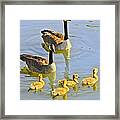 Canadian Goose Family Framed Print