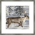 Caribou Running In Snow Alaska #1 Framed Print