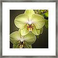 Cascade Of Yellow Orchids Framed Print