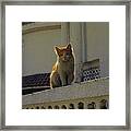 Cat On The Wall #2 Framed Print
