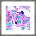 Cells Stained For Proteins #1 Framed Print