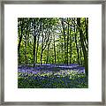 Chalet Wood Wanstead Park Bluebells #2 Framed Print