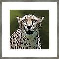 Cheetah Portrait #1 Framed Print