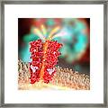 Chloride Channel And Ivermectin Complex #1 Framed Print