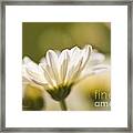 Chrysanthemum Flowers #2 Framed Print