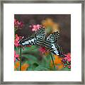 Clipper Butterfly 6150-052513-1cr Framed Print