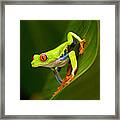 Close-up Of A Red-eyed Tree Frog #1 Framed Print