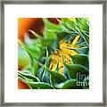 Closed Sunflower Blossom #2 Framed Print