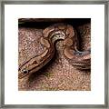 Colombian Rainbow Boa Epicrates Maurus Framed Print Colombian Rainbow Boa Epicrates Maurus Framed Print