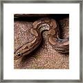 Colombian Rainbow Boa Epicrates Maurus #1 Framed Print