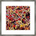 Coloured Sem Of Adipose Tissue Showing Fat Cells Framed Print