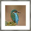 Common Kingfisher #1 Framed Print