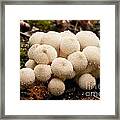 Common Puffball Mushrooms Lycoperdon Perlatum #1 Framed Print