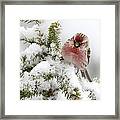 Common Redpoll Male Nova Scotia Canada #1 Framed Print