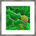 Common Sorrel Leaf #1 Framed Print