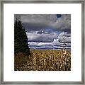 Corn Field #1 Framed Print