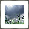 Corn Plant With Thunderstorm Clouds #1 Framed Print